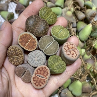 Sen mông/ lithop/ thạch lan size 1,8-2cm (Ngẫu nhiên)