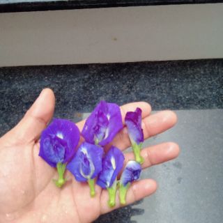 Hạt giống hoa đậu biếc
