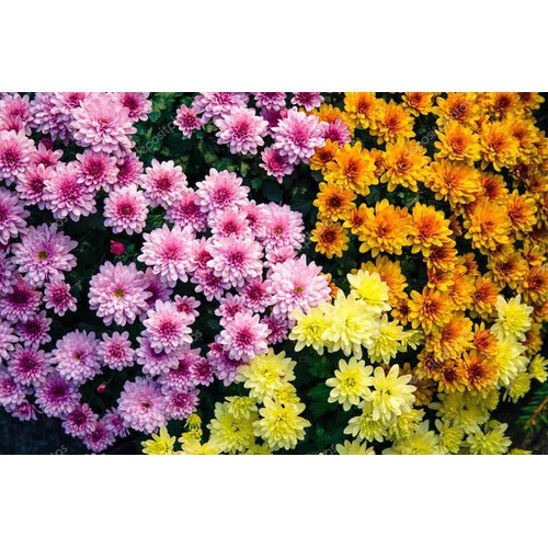 HẠT GIỐNG HOA CÚC ĐÀ LẠT - GÓI 5 GRAM
