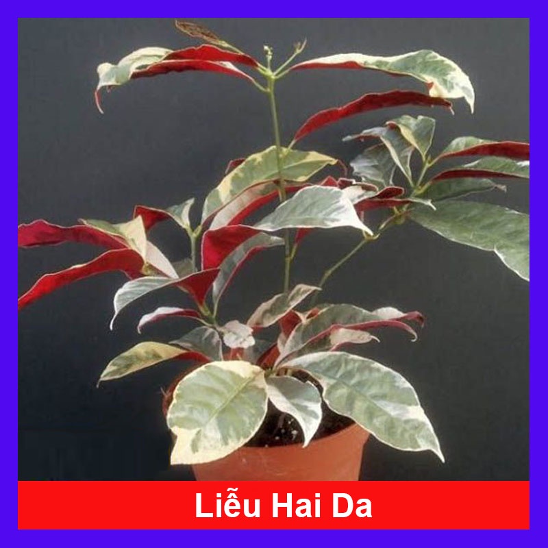 Cây Liễu 2 Da - cây cảnh để bàn - caykiengsadec