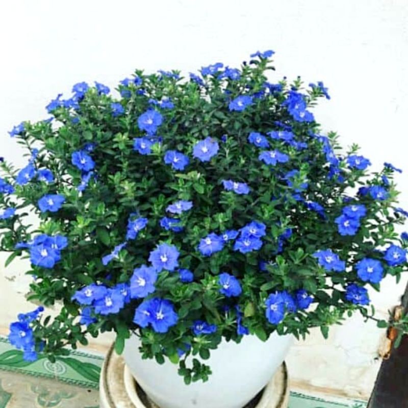 Cây giống hoa thanh tú, nhiều cây đã có bông