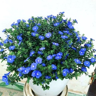 Cây giống hoa thanh tú, nhiều cây đã có bông