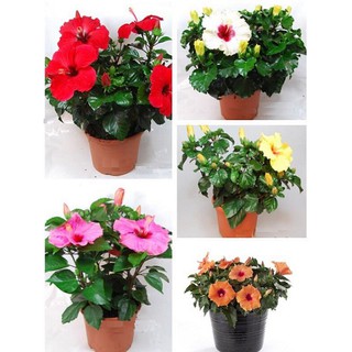 Hạt giống hoa dâm bụt lùn - Rau củ quả trồng tại vườn, sân thượng, nông trang, ban công