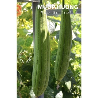 Hạt giống mướp hương gói 10 hạt