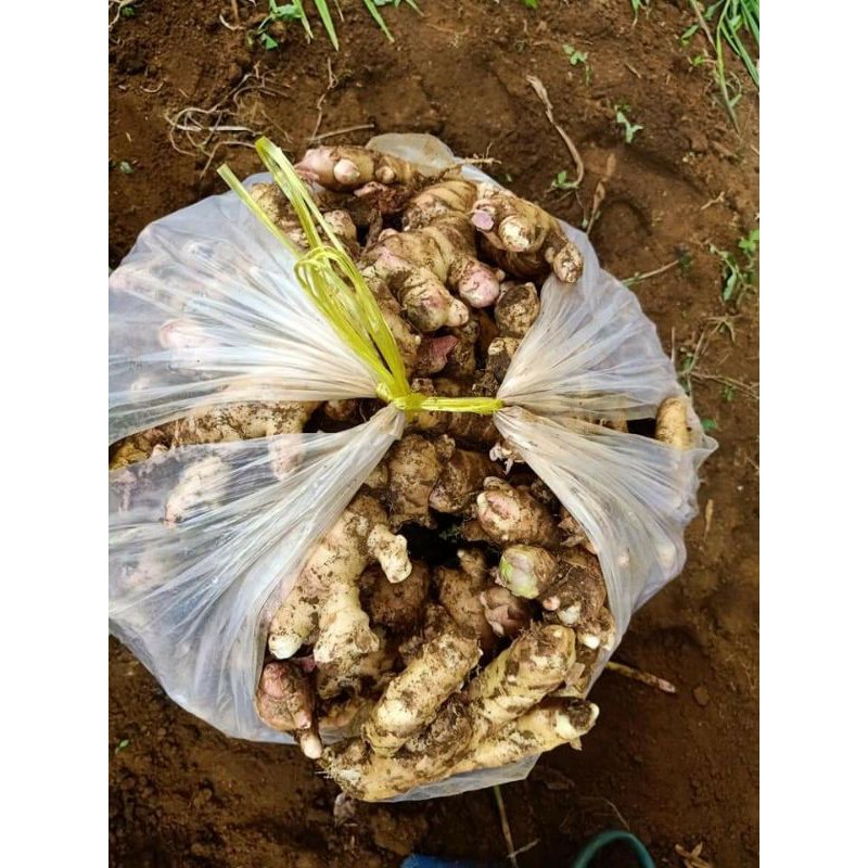 100g gừng sẻ củ nhỏ siêu cay Dak Lak | BigBuy360 - bigbuy360.vn