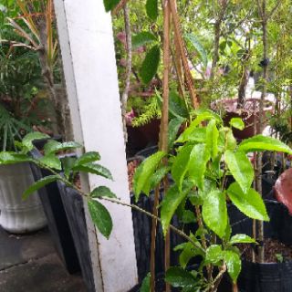 Hoa Ánh Hồng (Lan tỏi)