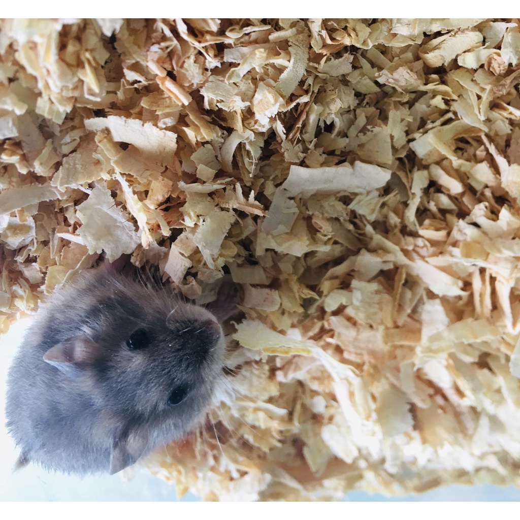 Mùn cưa thơm lót chuồng hamster 500g - Loại 1 hàng đẹp