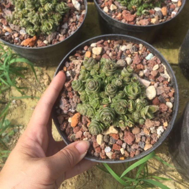 SEN ĐÁ CRASS HOA HỒNG