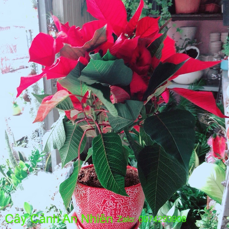 Chậu Cây Trạng Nguyên