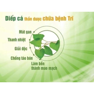 TRÀ DIẾP CÁ LỤA VY.