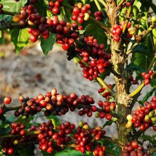 cây giống cà phê