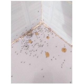 COMBO 30 LỌ THUỐC DIỆT KIẾN GIÁN