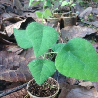 Hạt giống sương sâm lông 30 hạt