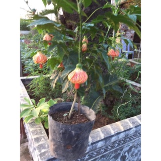 Cây hoa đèn lồng Abutilon pictum