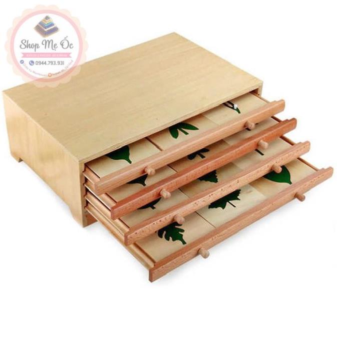 Tủ đựng các mẫu lá cây Montessori (Botany Leaf Cabinet)
