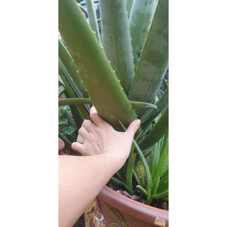 CÂY NHA ĐAM MỸ TRƯỞNG THÀNH ( bẹ to 2-3 bẹ/kg)