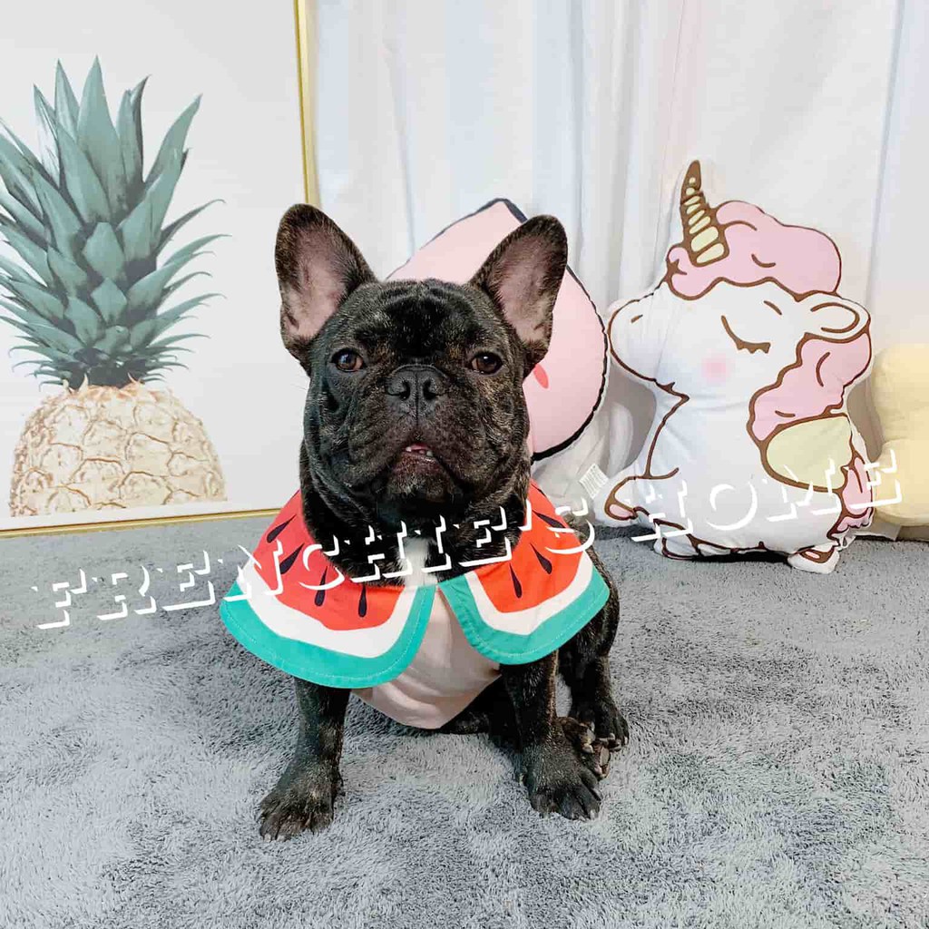 ÁO SÁT NÁCH 3 LỖ "TRÁI 🥕CÀ RỐT🥕 - 🍉DƯA HẤU🍉- 🥑BƠ🥑" CHO CHÓ BULL/PUG ( FRENCHIE'S SHIRT )