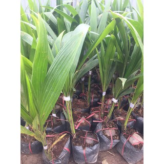 Giống Dừa Xiêm Xanh Lùn