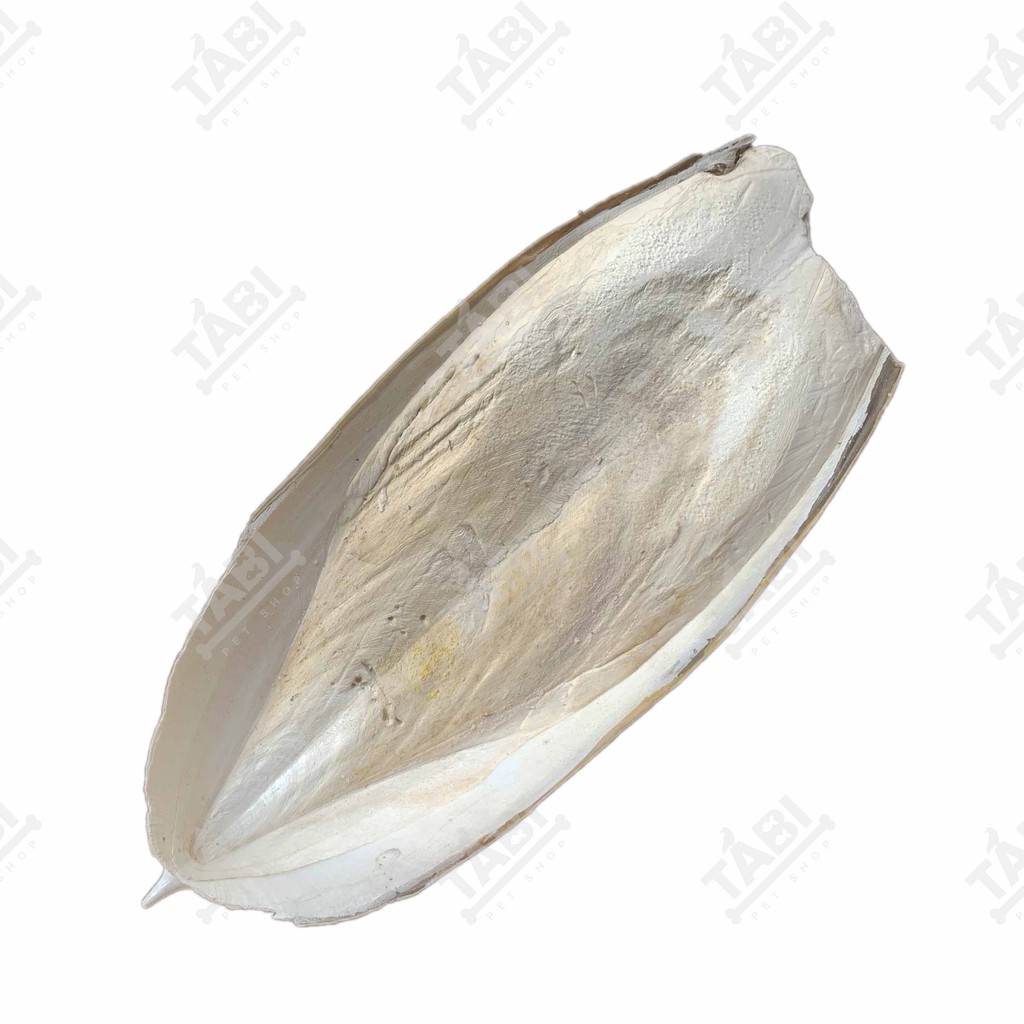 100g Nang Mực (Mai Mực) Cho Vẹt, Két, Chim Yến Phụng,... - Cung Cấp Canxi Cho Chim [NANG MỰC]