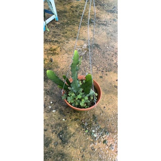 Hoa nhật Quỳnh Sen cây đẹp