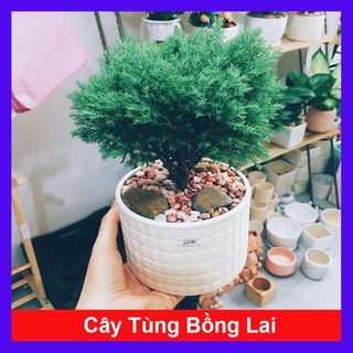 Cây tùng bồng lai - Cây cảnh để bàn - caykiengsadec