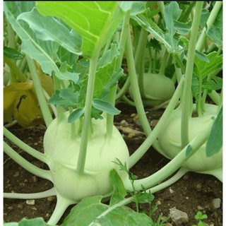 Hạt giống Củ Su Hào Xanh Kèm Quà Tặng Và Hướng Dẫn Ươm Trồng