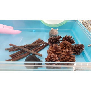 Quả thông cho hamster mài răng - mix cành táo ngọt