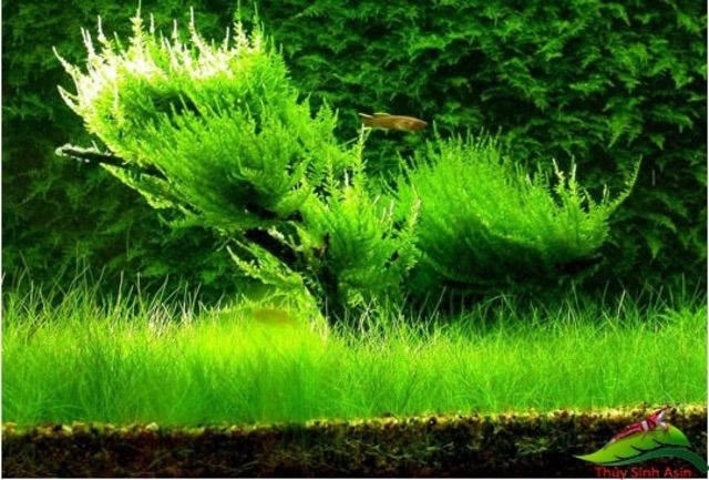 Ngưu Mao Chiên Lùn Xòe - cây thủy sinh trãi nền dễ trồng - cỏ nền