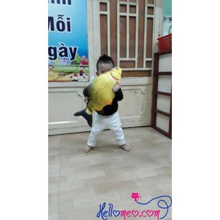 Cá Chép Bông Việt Nam 55cm