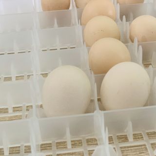 Khay chuyên dụng máy ấp trứng tự đảo