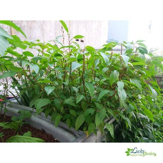 10g Hạt giống Rau Đay đỏ XTRA