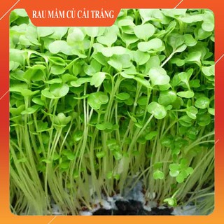 Hạt Giống Rau Mầm Củ Cải Trắng