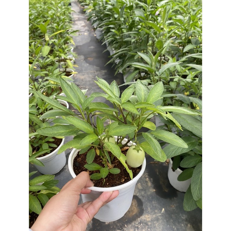 CÂY DƯA PEPINO VÀNG & TÍM - GIỐNG NAM MỸ