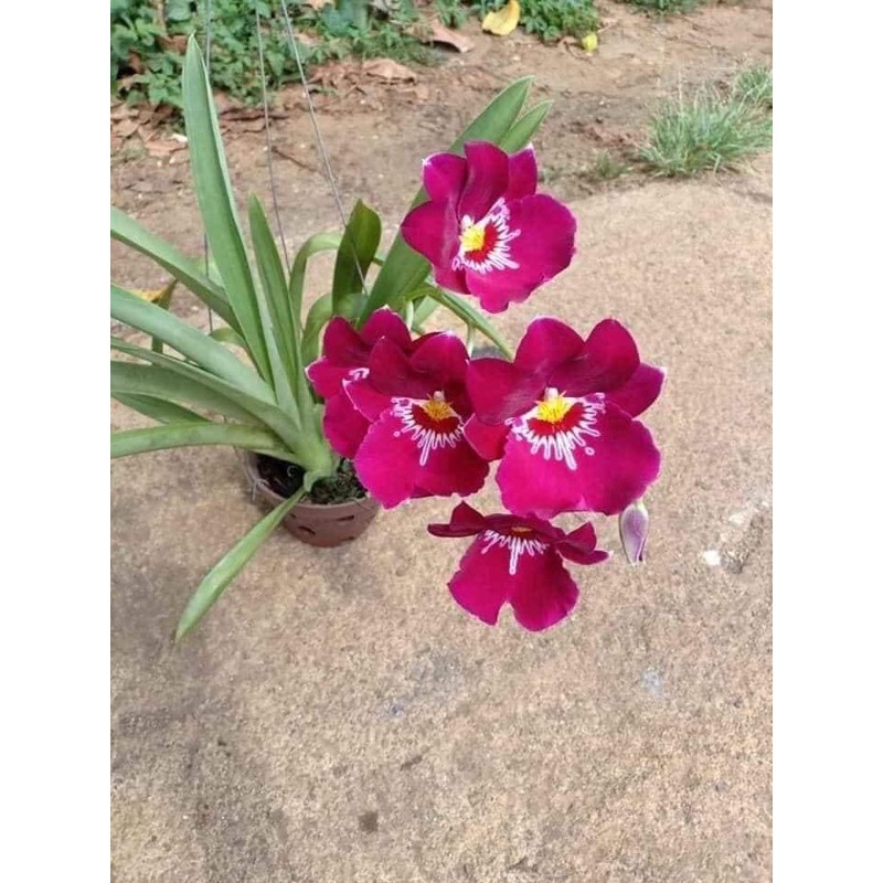 🍀HÀNG ĐẸP🍀Hoa Lan Vũ Nữ