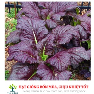 Hạt giống cải canh lá đỏ 20g (dễ trồng, có mùi thơm đặc trưng).