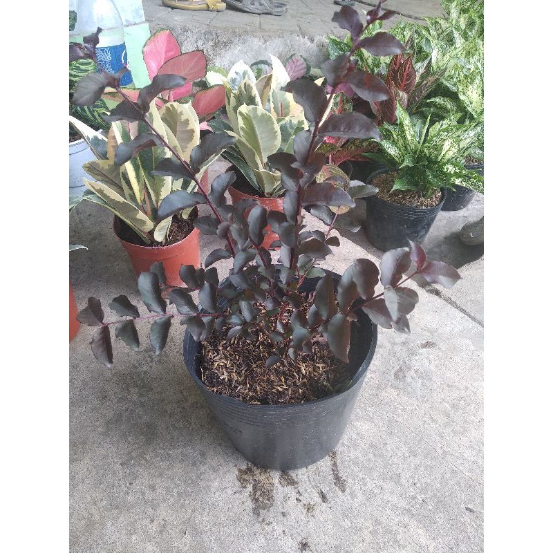 Hoa tường Vy huyết rồng