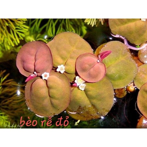 10 nhánh (cây) Bèo Rễ Đỏ