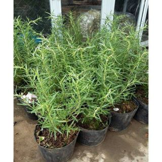 Cây hương thảo cực thơm