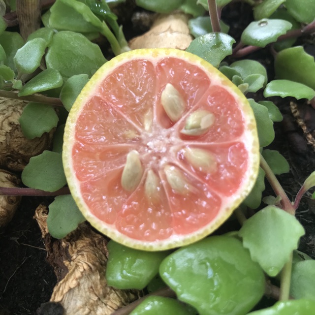 Chanh đào ngâm mật ong đường phèn Dakfoodfamily nhà làm, chanh vườn sạch