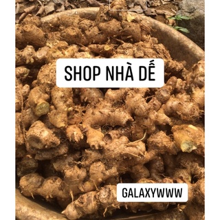 Gừng gió rừng tươi 1kg dùng tắm, xông ,ngâm