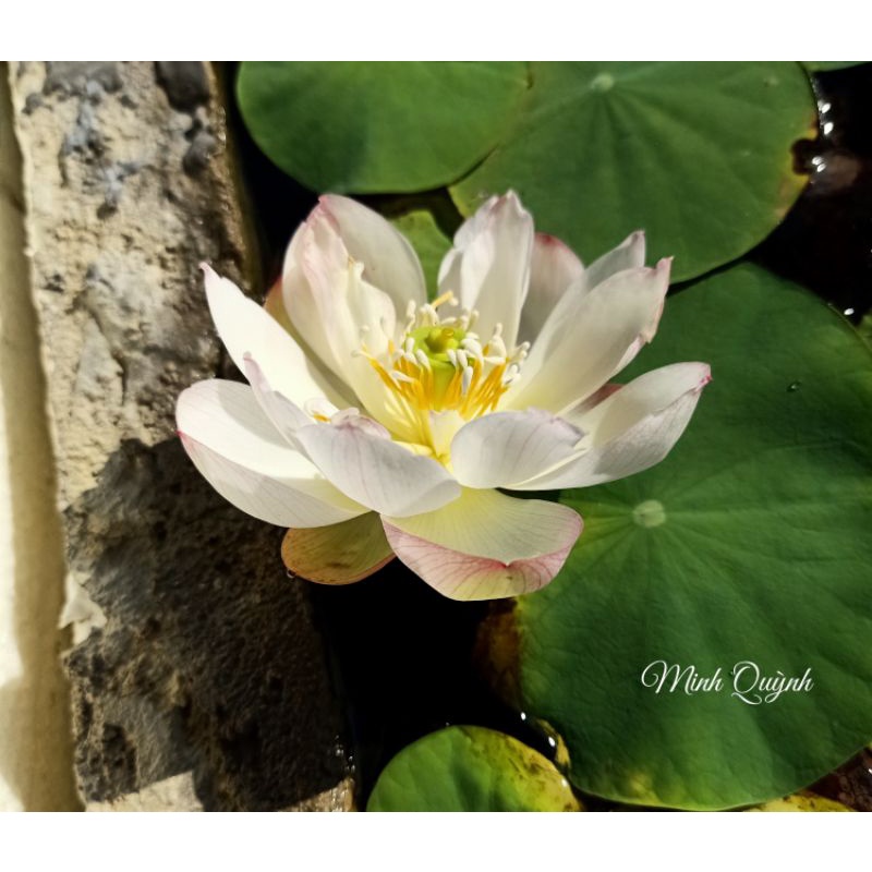 Củ sen siêu mini Rosy dot