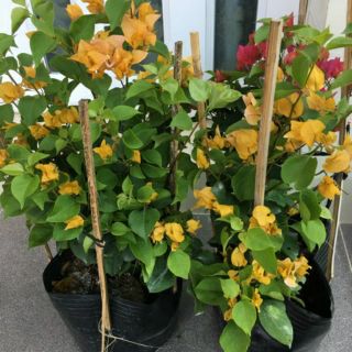 Bông giấy vàng siêu bông