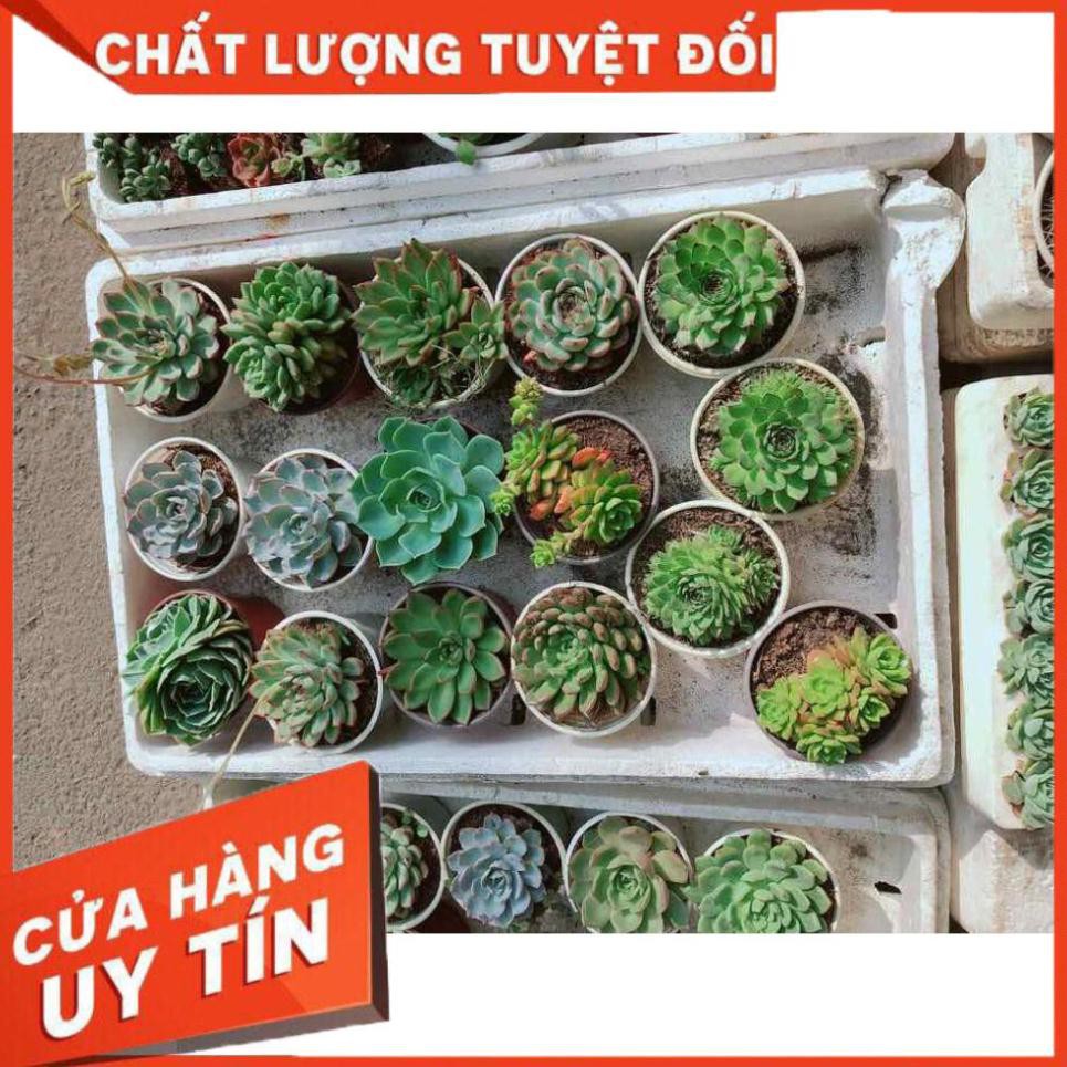 Combo sen đá phật bà kèm chậu sứ trắng Nhiều Người Mua