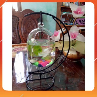 Bể cá mini cung trăng - 18 ( tặng kèm phụ kiện trang trí )