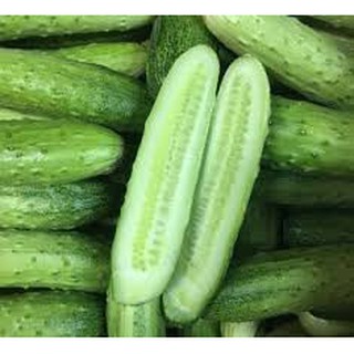 hạt giống cây dưa leo nếp lai siêu quả sao việt 10gram (dưa chuột)