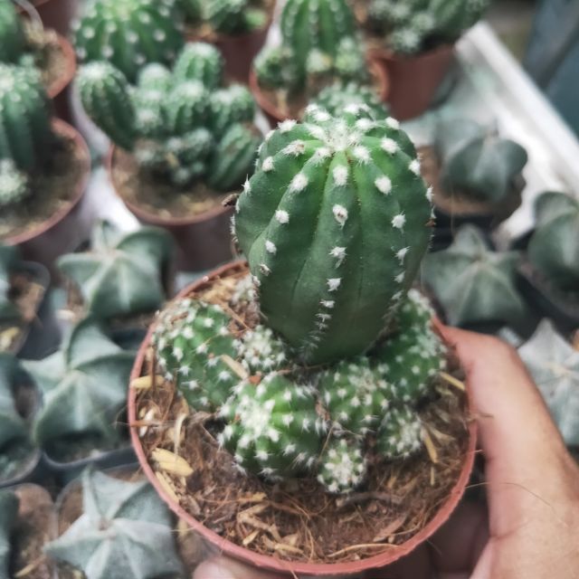 Xương Rồng Echino