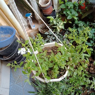 Chậu treo cây bạch xà