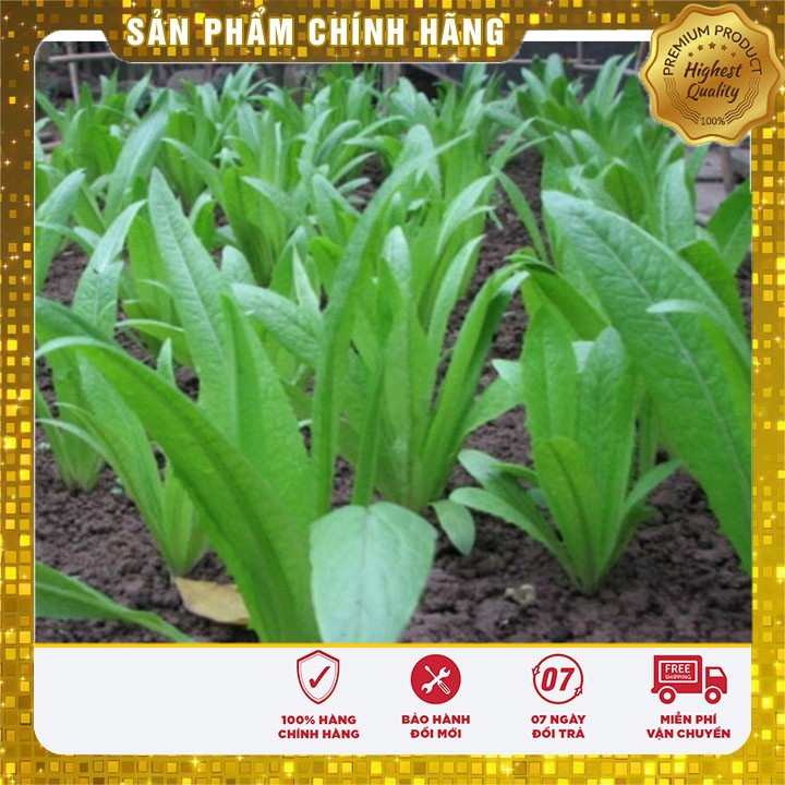 Hạt giống rau diếp thơm - 5gr