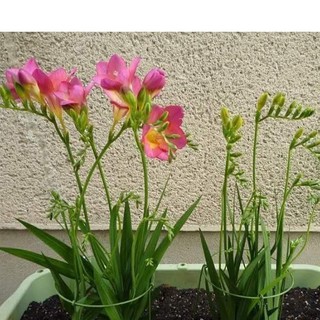 Củ hoa lan nam phi hoa màu hồng - tặng kèm viên nén ươm hạt