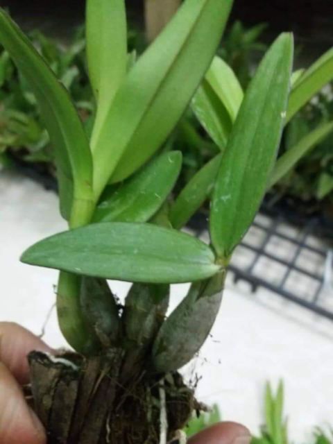 Combo 4 chậu yaya mini giống